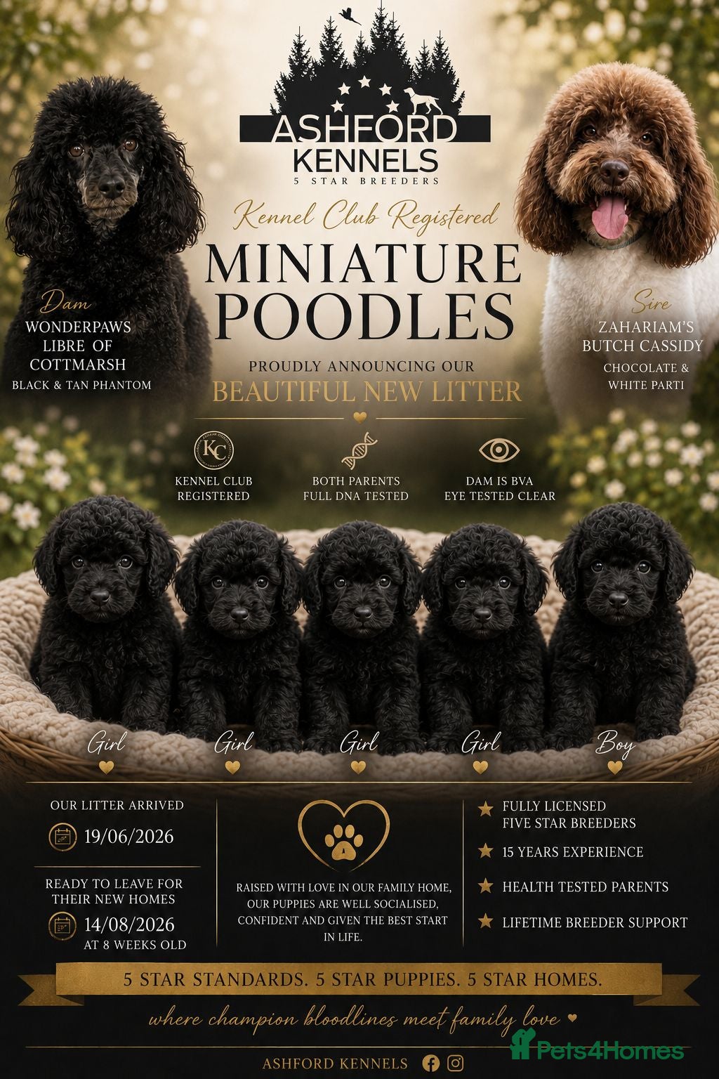 Miniature Poodle dogs 💥H/TESTED BLACK CARRYING PHANTOM/PARTI POODLES💥 - Advert 1
