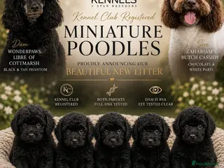 Miniature Poodle dogs 💥H/TESTED BLACK CARRYING PHANTOM/PARTI POODLES💥 - Advert 1