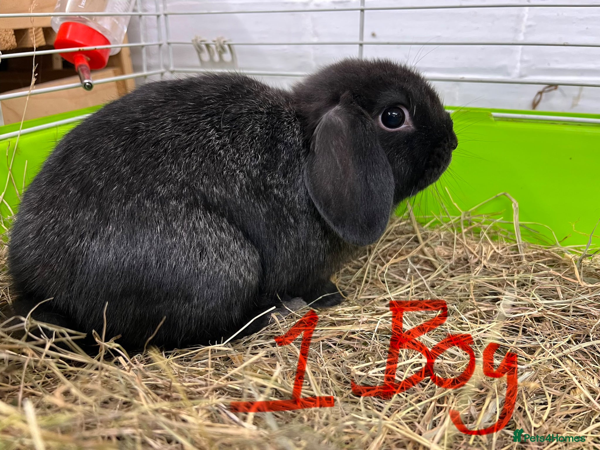 Mini Lop rabbits Beautiful Mini Lop Boys  - Advert 2