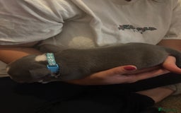 American Bully dogs for sale: American pocket bully tri pups - Image 14