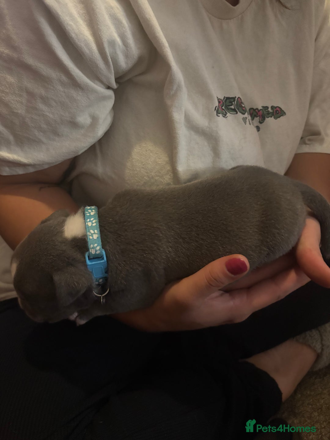American Bully dogs for sale: American pocket bully tri pups - Image 14