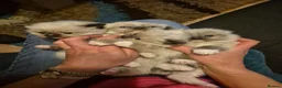 Ragdoll cats for sale: GCCF Reg. Ragdoll Kittens, Champion Bloodlines - Advert 4