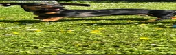 Dachshund dogs for stud: mr rigby  in Peterlee - Advert 6