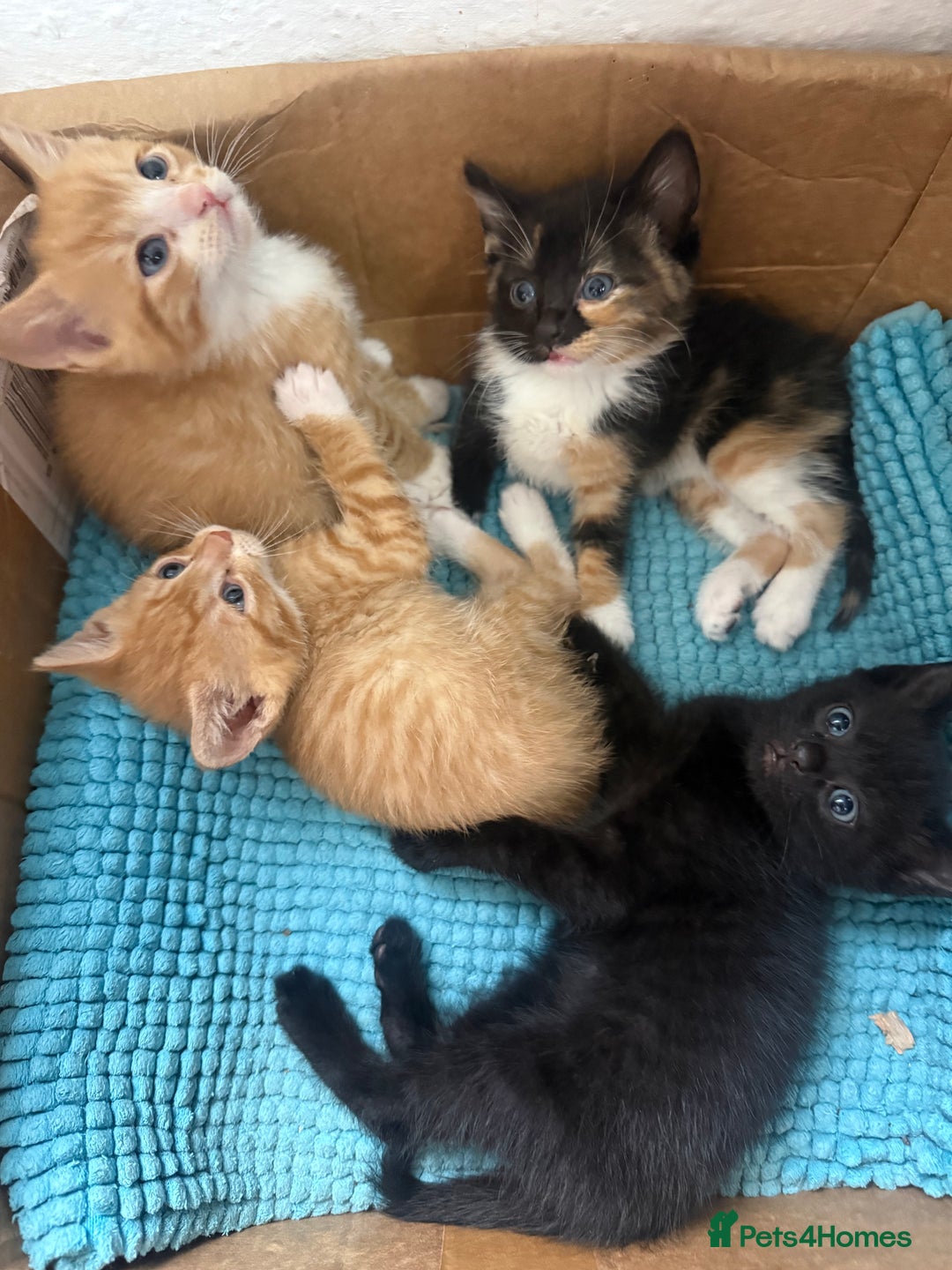 Mixed Breed cats for sale: Beautiful kittens for sale 🐱 - Advert 3