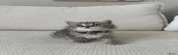 British Shorthair cats for sale: British shorthair kittens - Advert 12