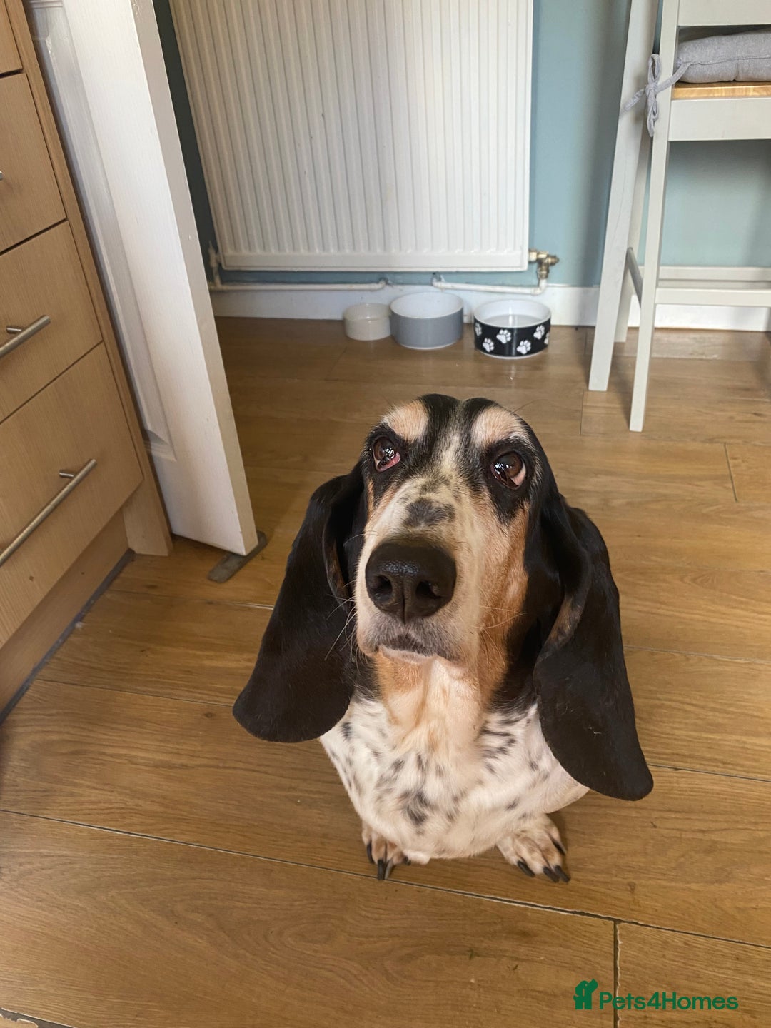 Basset Hound dogs for sale: Female Basset Hound for rehome - Image 3