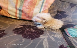 Miniature Poodle dogs for sale: Miniture poodle pups  - Image 7