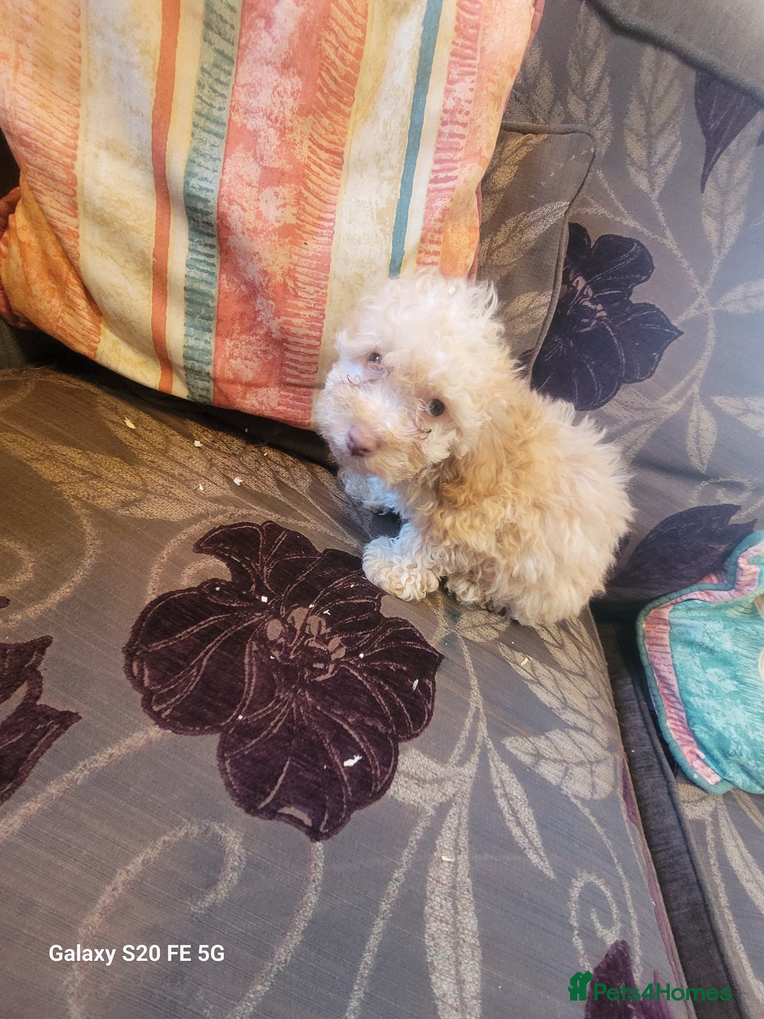 Miniature Poodle dogs for sale: Miniture poodle pups  - Image 7
