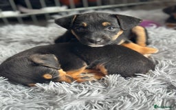 Jack Russell dogs for sale: Traditional pure jackrussell puppies  - Image 5