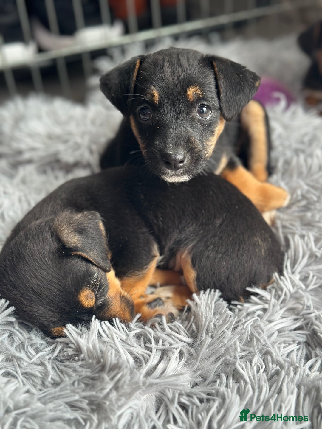 Jack Russell dogs for sale: Traditional pure jackrussell puppies  - Image 5