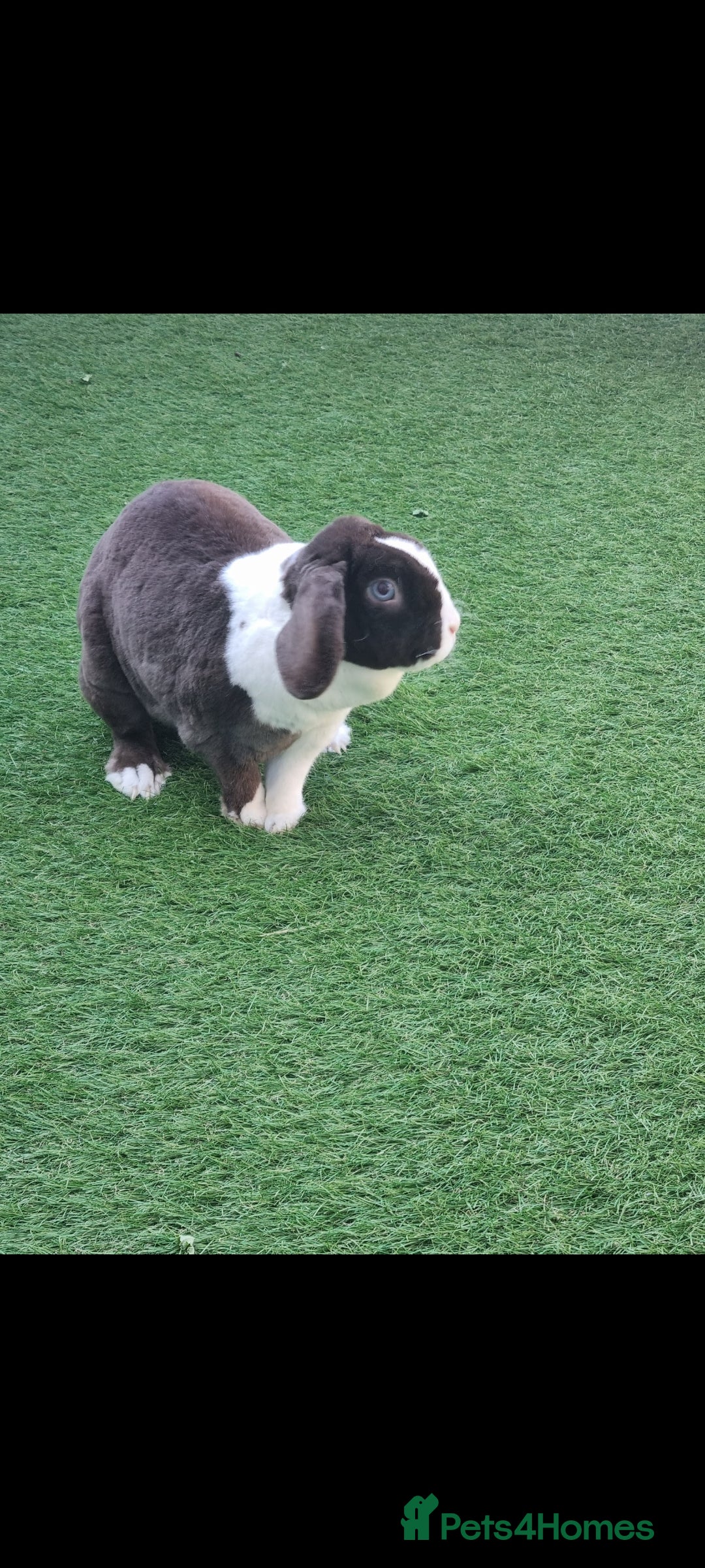 Mini Lop rabbits for sale: Adult mini plush lops - Image 3