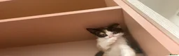 Domestic Shorthair cats for sale: Miss  in Birmingham - Advert 4