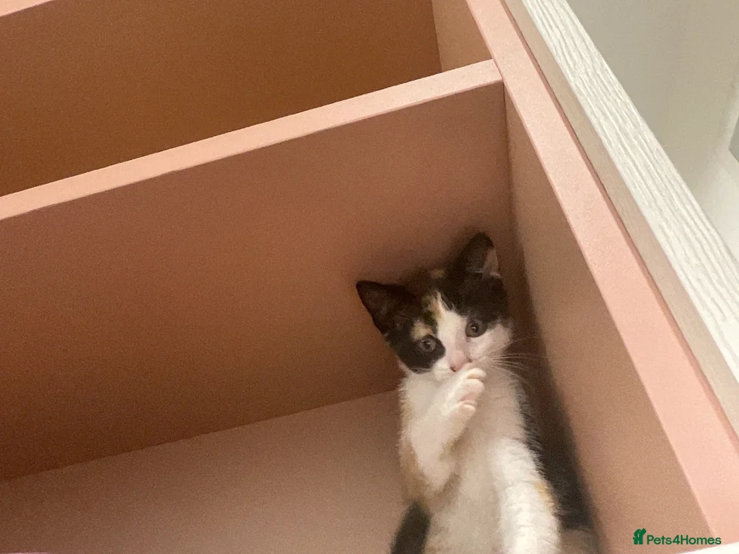 Domestic Shorthair cats for sale: Miss  in Birmingham - Advert 4