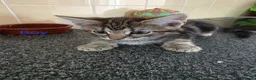 Mixed Breed cats for sale: Kittens looking for their forever homes - Advert 12