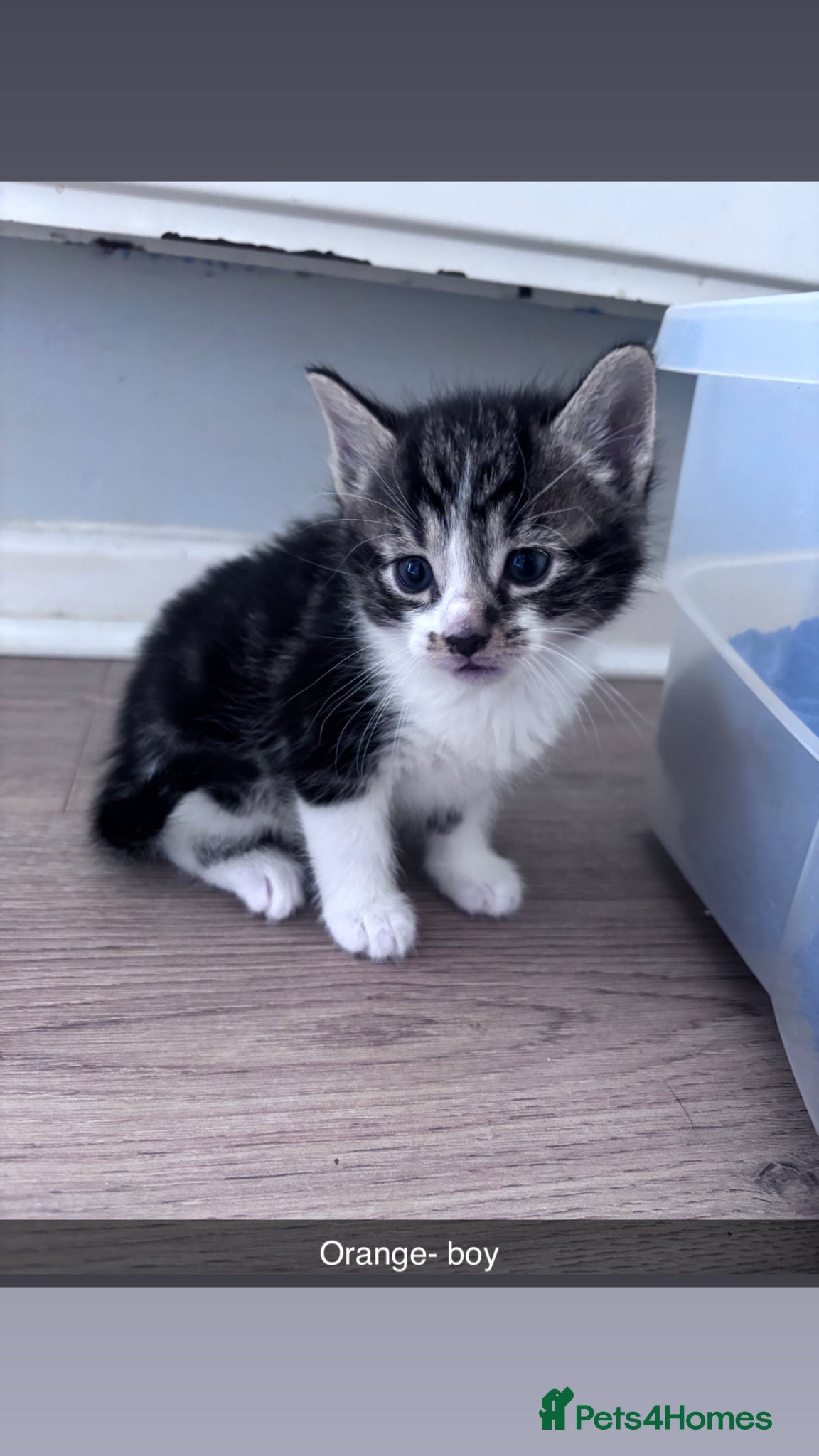 Mixed Breed cats for sale: Tabby kittens & black & white kittens  - Advert 9