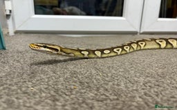 Python Snake reptiles for sale: Male royal python - Image 3