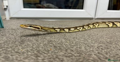 Python Snake reptiles - Advert 10