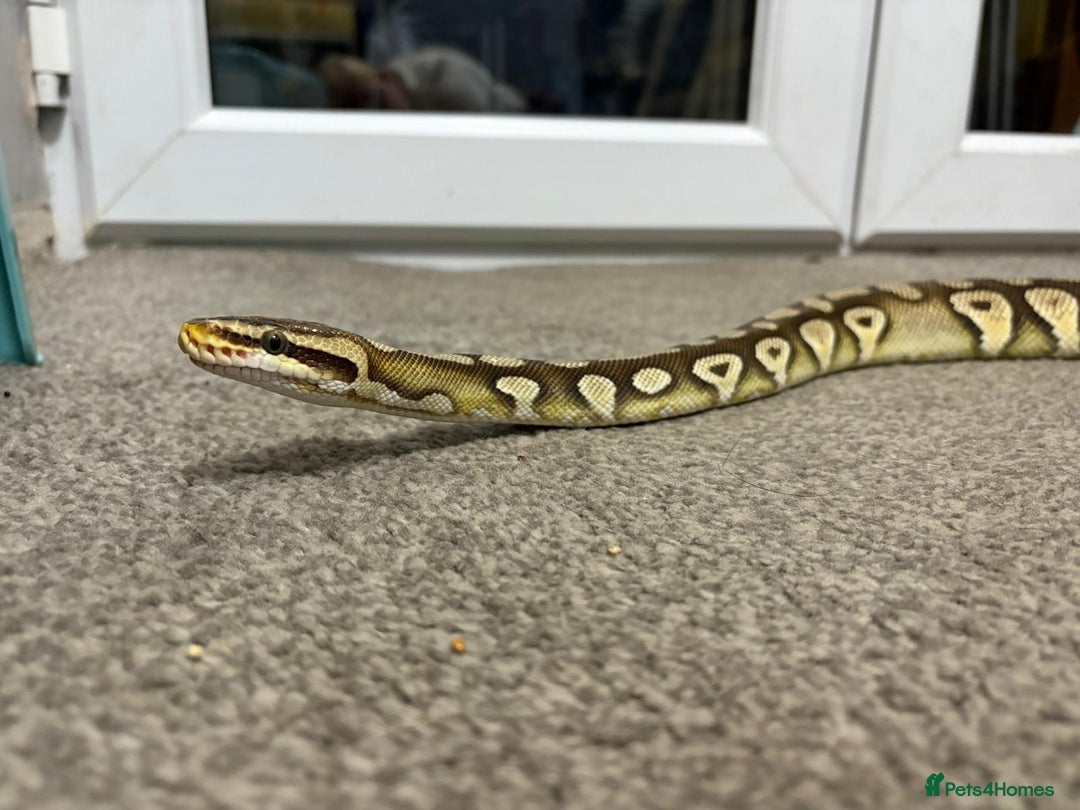 Python Snake reptiles for sale: Male royal python - Image 3