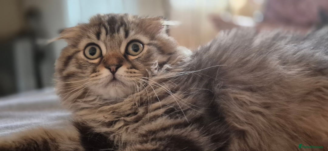 Scottish Fold cats for sale: TICA registered Scottish Fold ready to collect  - Image 25