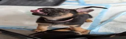 German Shepherd dogs for sale: **REDUCED**Beautiful German Shepherd Pups - Advert 4