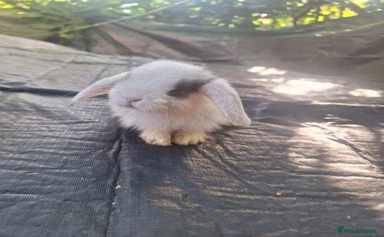 Mini Lop rabbits - Advert 6