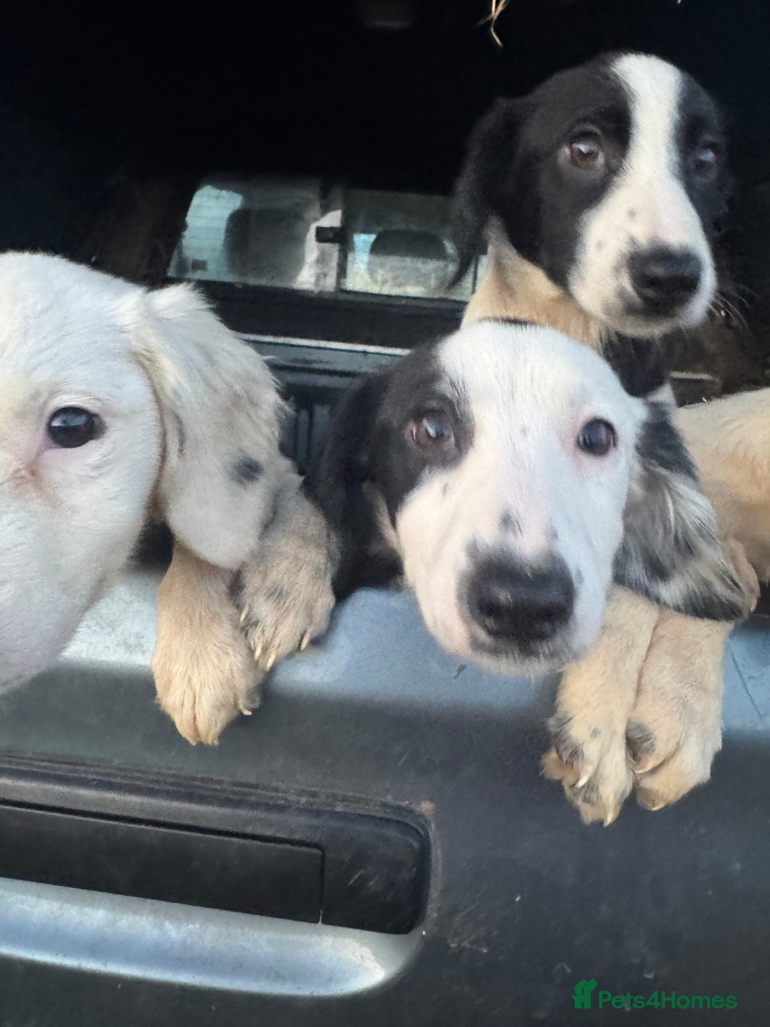 Mixed Breed dogs for sale: Springer cross collie  - Image 22