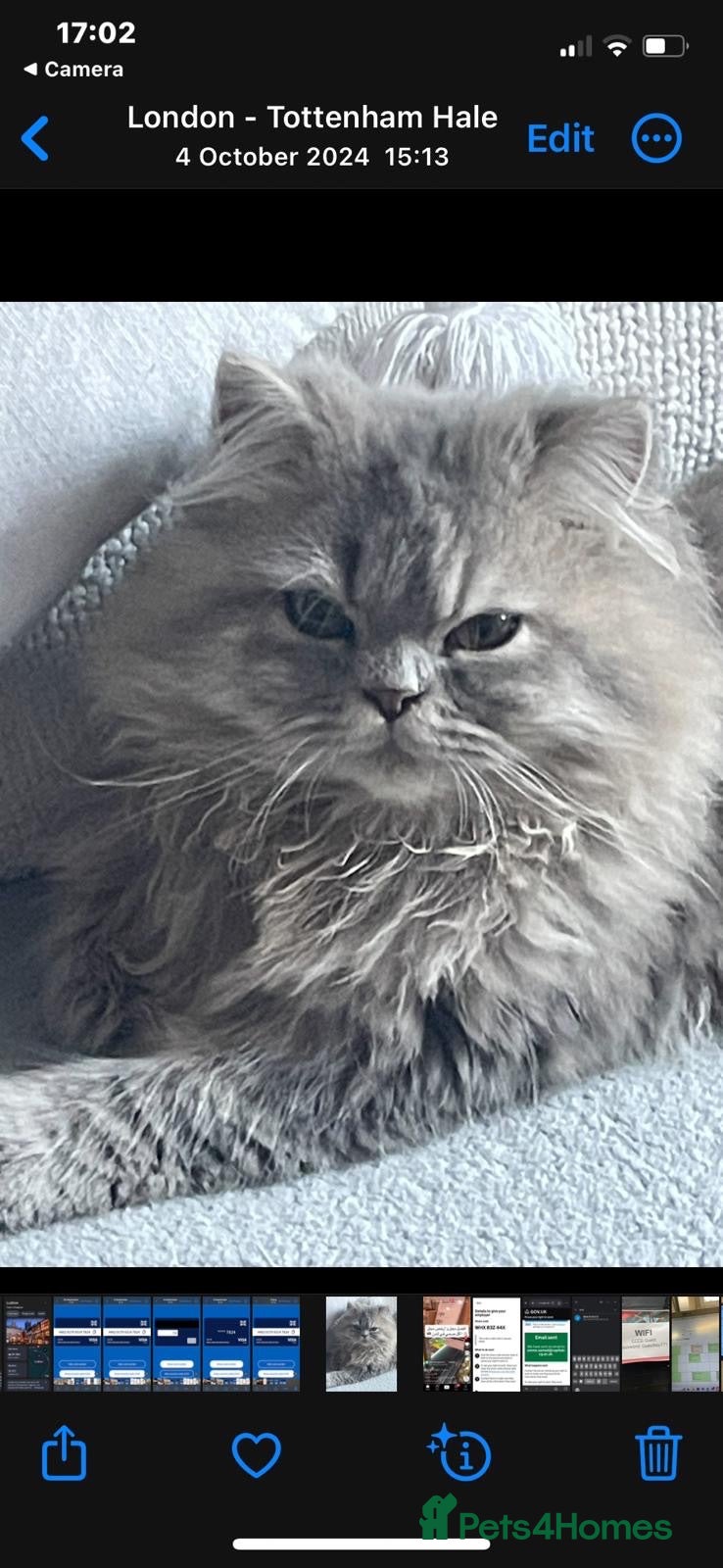 British Longhair cats Blue Persian Male 💙 - Advert 2