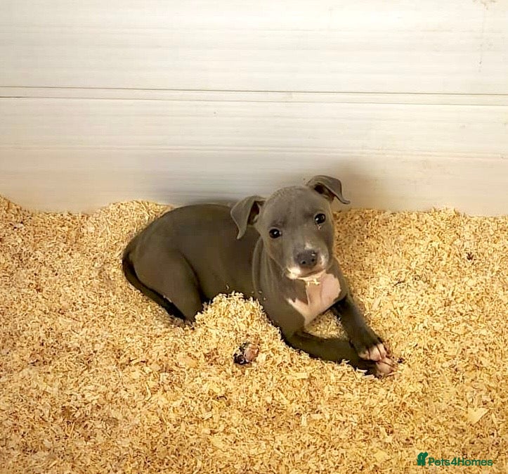 Staffordshire Bull Terrier dogs Stunning KC Staffordshire bull terrier puppies - Advert 8