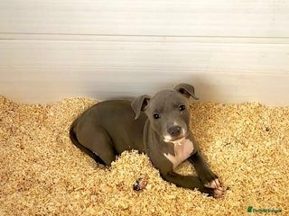 Staffordshire Bull Terrier dogs Stunning KC Staffordshire bull terrier puppies - Advert 2