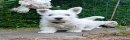 West Highland Terrier dogs for sale: KC Registered Westie Puppies - Advert 6