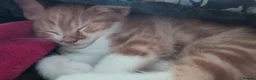 Domestic Shorthair cats for sale: Lovely kittens short and longhair  - Advert 9