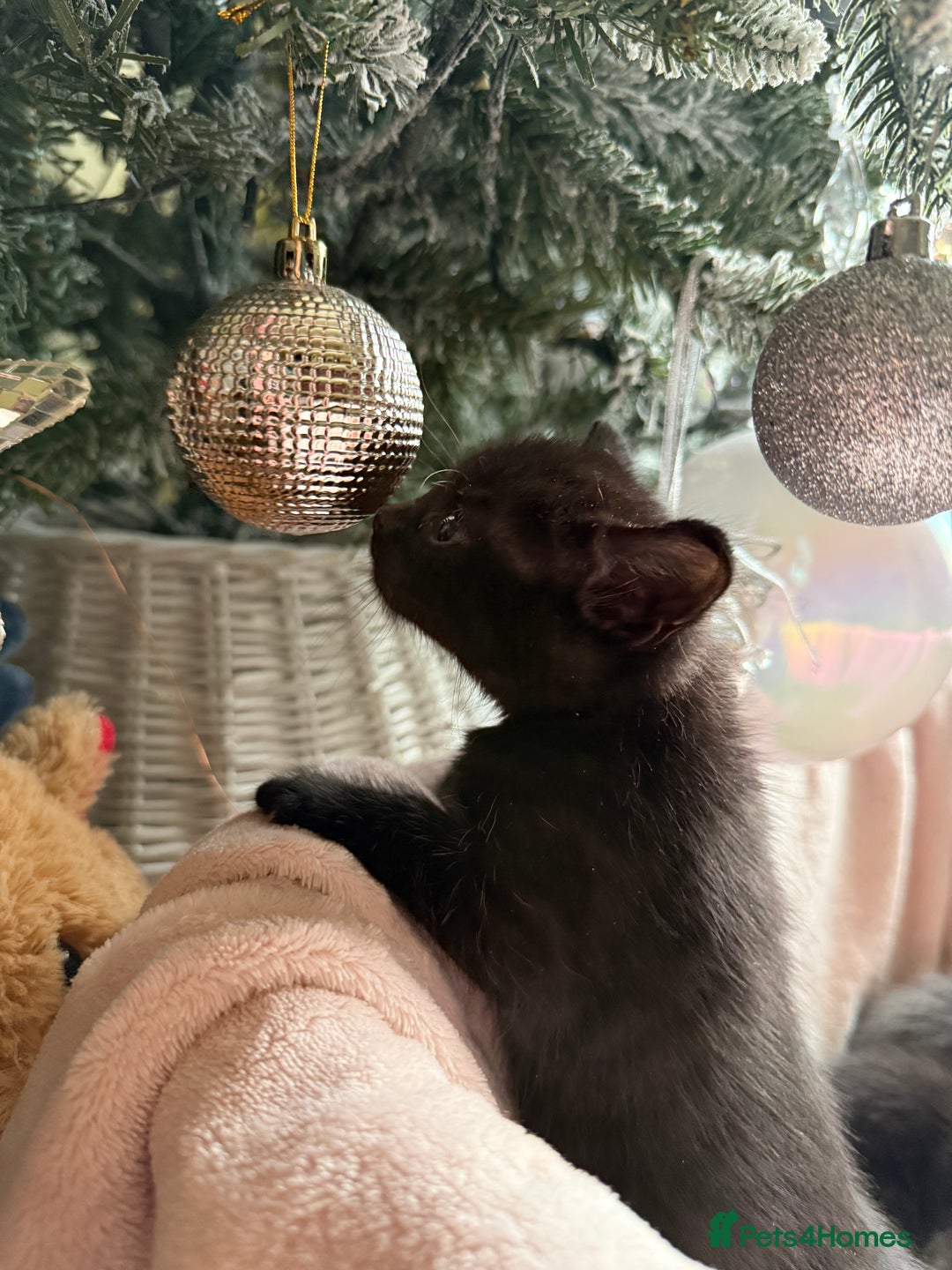 British Shorthair cats for sale: British shorthair kittens - Advert 12