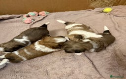 Mixed Breed dogs for sale: Teddy Bear Puppies - Advert 1