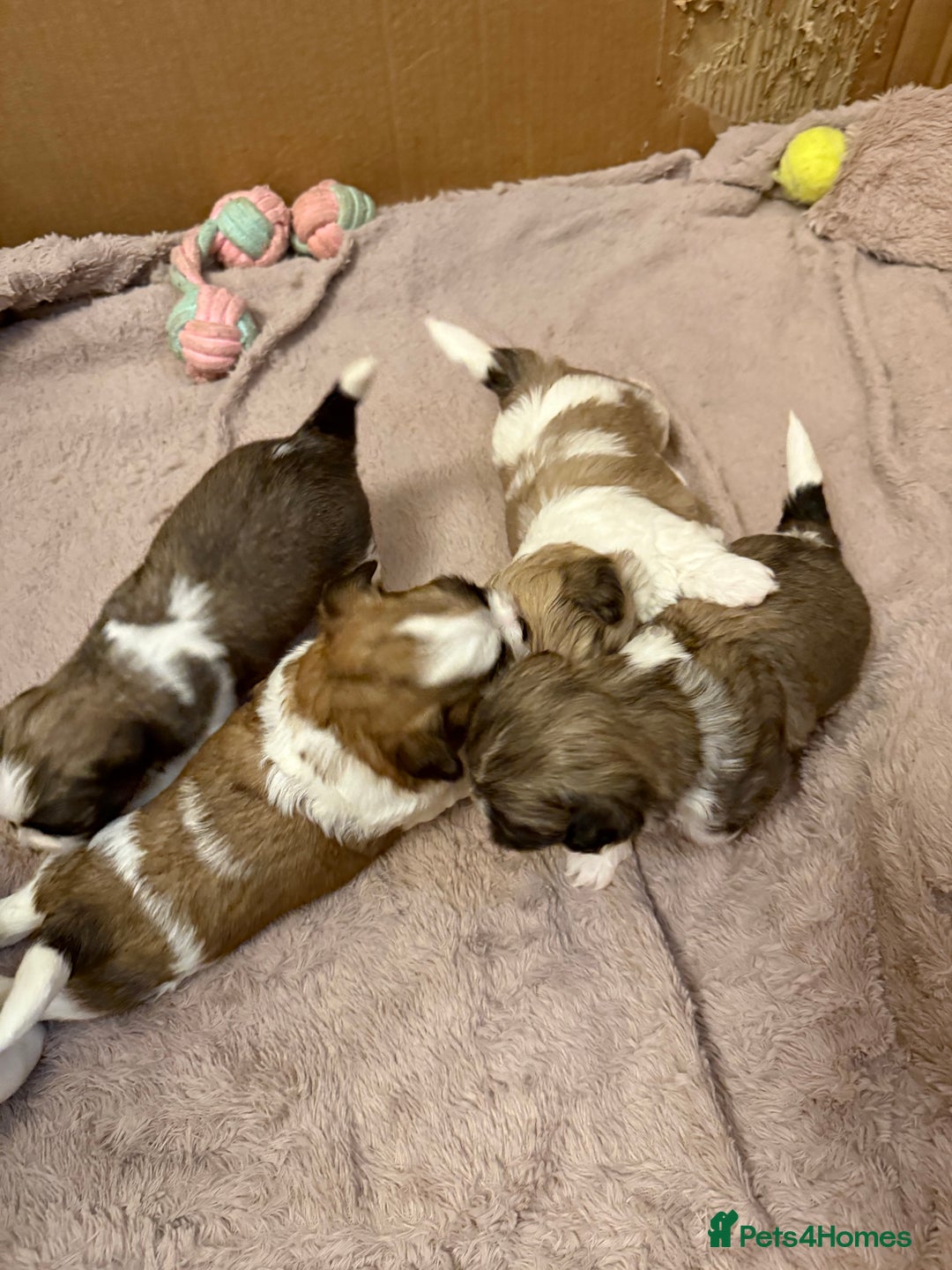 Mixed Breed dogs for sale: Teddy Bear Puppies - Advert 1