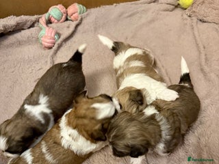 Mixed Breed dogs Teddy Bear Puppies - Advert 1