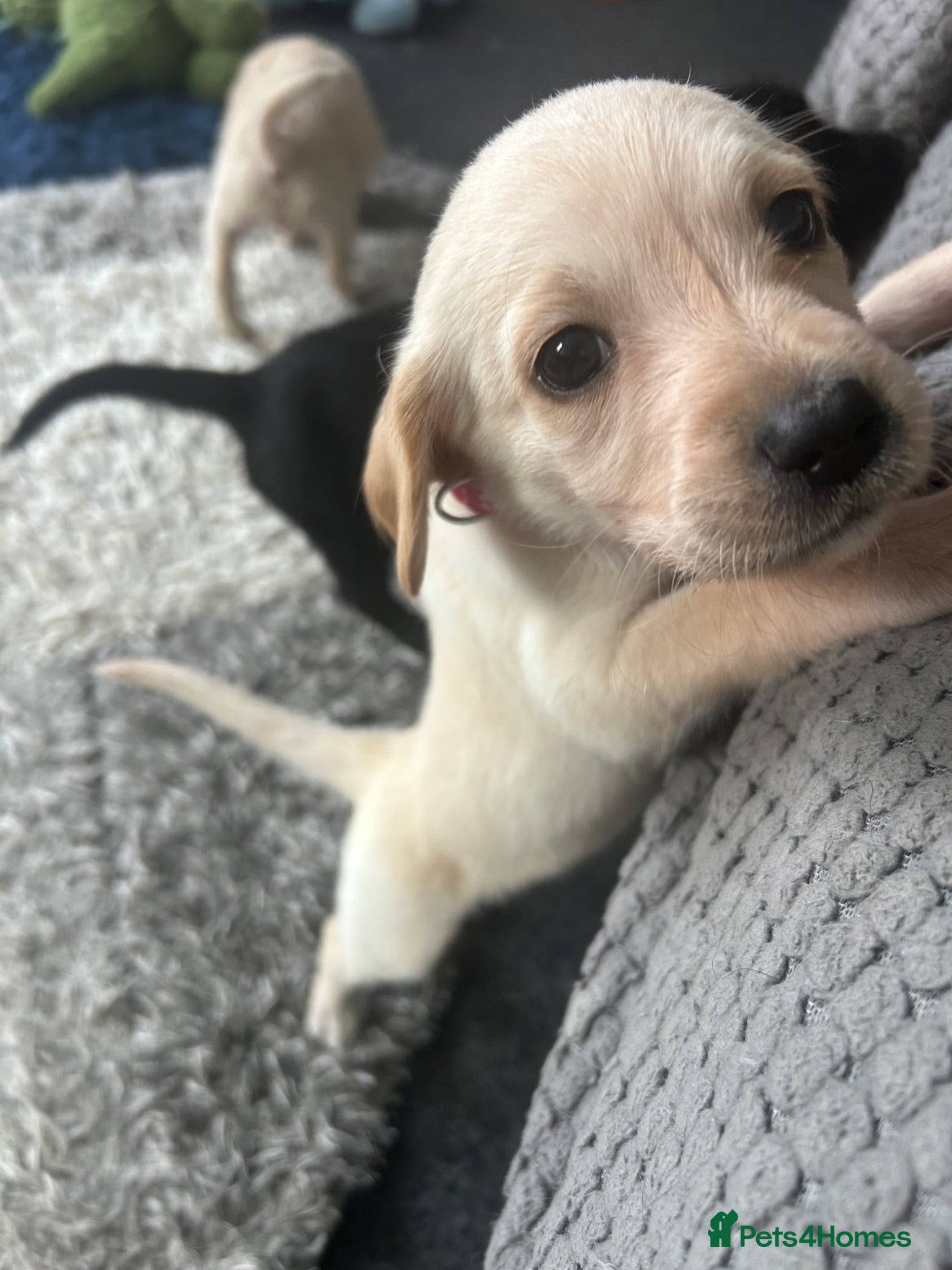 Mixed Breed dogs Labrador Puppies - Advert 2