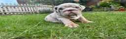 English Bulldog dogs for sale: Top Quality English Bulldog Pups Not Your Usual  in Colchester - Advert 13