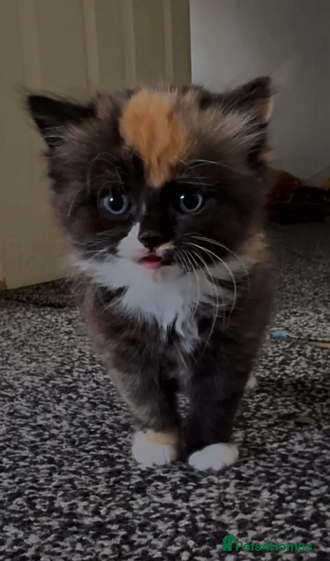 Mixed Breed cats for sale: 1/4 BSH kittens  in Bradford - Advert 2