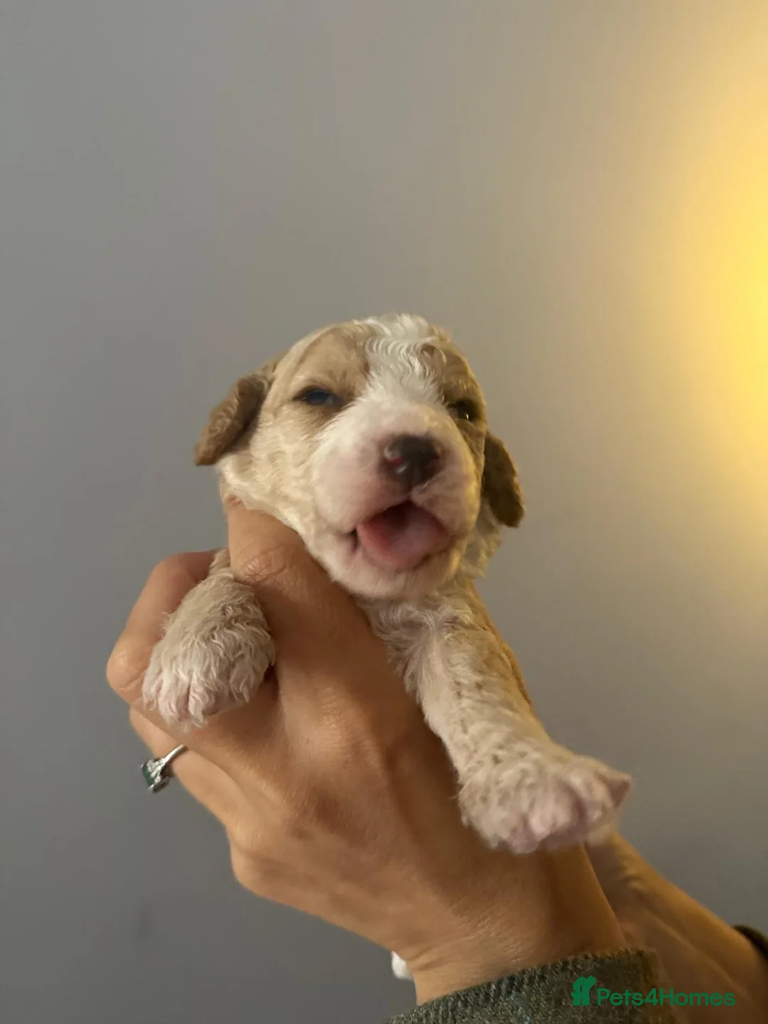 Cockapoo dogs for sale: A beautiful litter of 6 cockerpoo puppies for sale - Advert 2