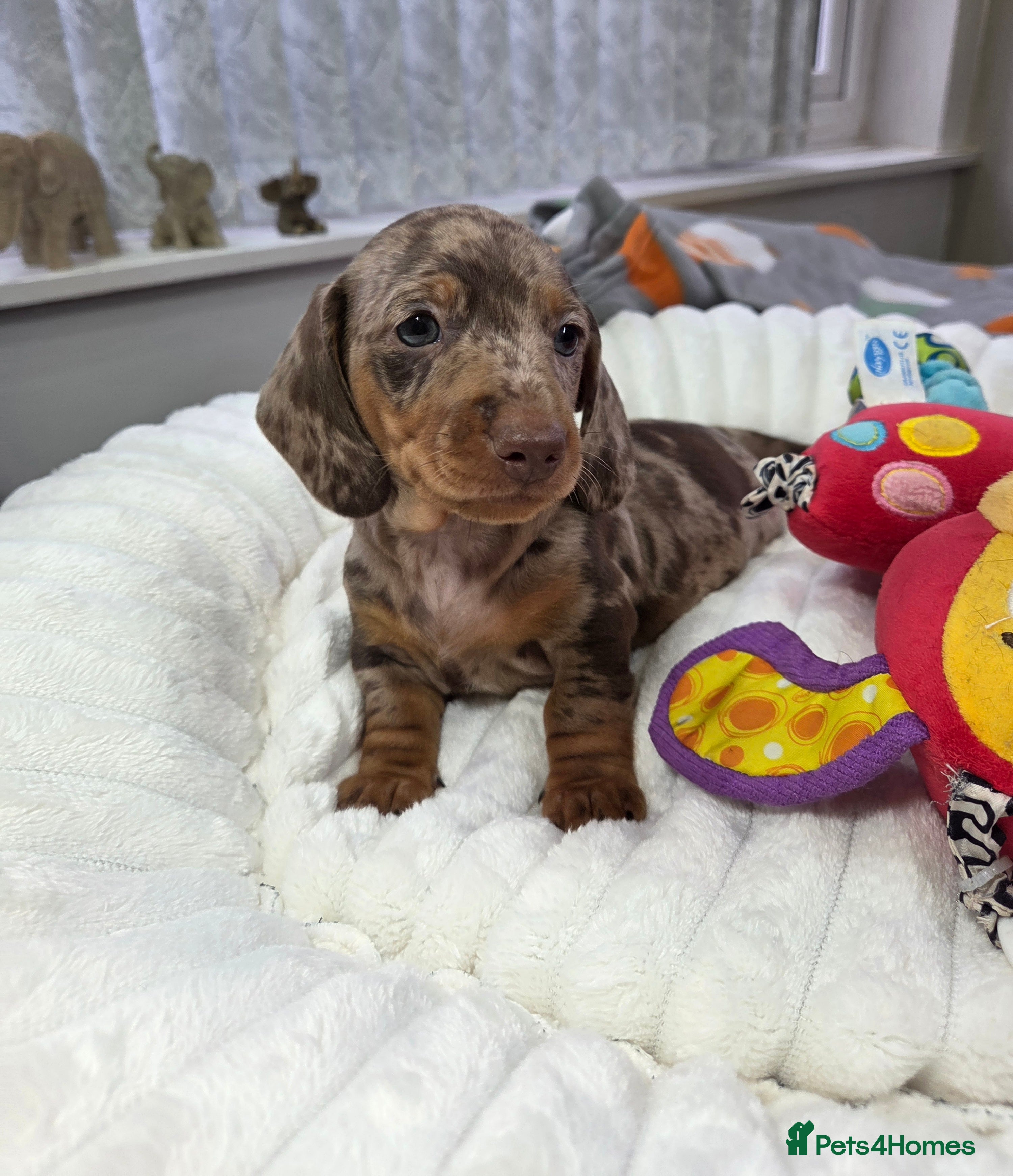 Miniature Dachshund dogs Kc Miniature Dachshunds  puppies  - Advert 10