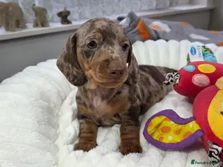 Miniature Dachshund dogs Kc Miniature Dachshunds puppies - Advert 10