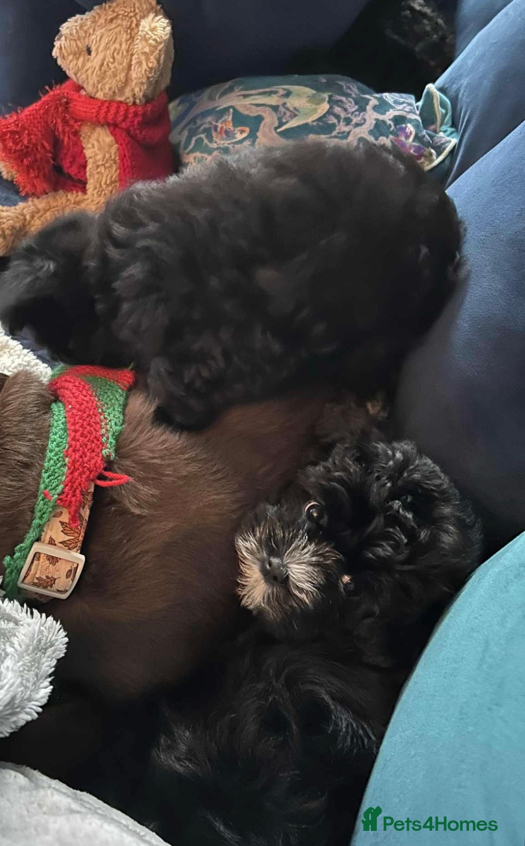 Mixed Breed dogs for sale: Maltese cross Chinese crested puppies for sale - Advert 3