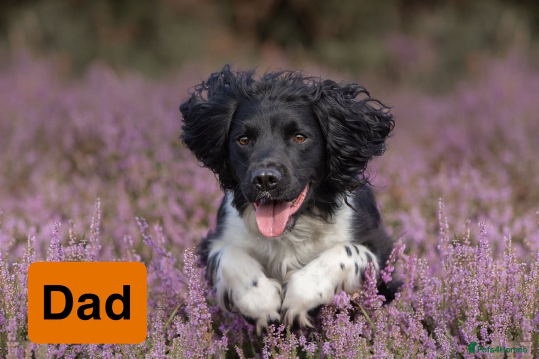 English Springer Spaniel dogs for sale: Gorgeous marked English Springer Spaniel pups  - Image 21