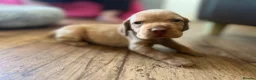 Hungarian Vizsla dogs for sale: Crufts Best in Show & Elite working Bloodlines - Advert 5