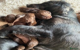 Sprocker dogs for sale: Sprocker Spaniels  - Image 2