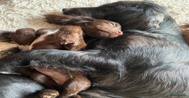Sprocker dogs - Advert 3