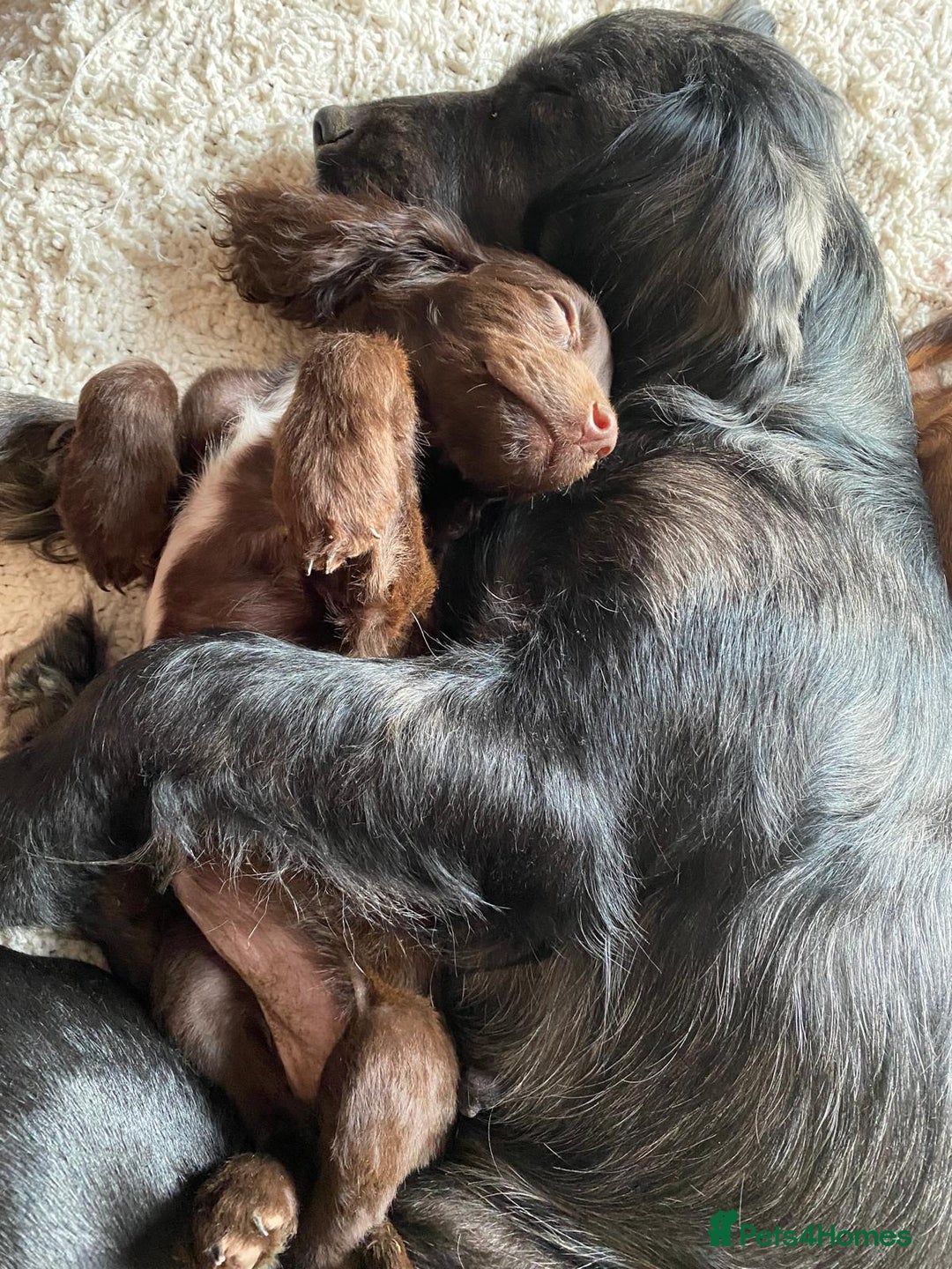 Sprocker dogs for sale: Sprocker Spaniels  - Image 2