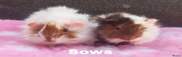 Guinea Pig rodents for sale: Beautiful guinea pigs available for reserve  - Advert 1
