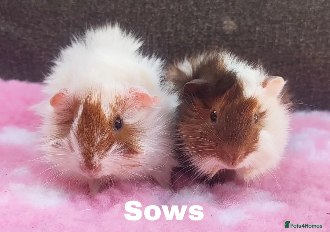 Guinea Pig rodents for sale: Beautiful guinea pigs available for reserve  - Advert 1