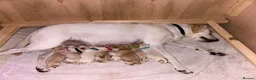 Labrador Retriever dogs for sale: Maggies beautiful babies confirmed - Advert 3